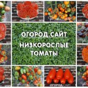 купить томаты для открытого грунта