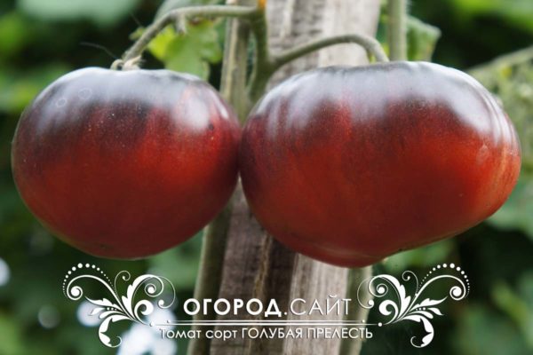 pomidor-golubaya-prelest-1