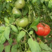 pomidor-brandywine-sudduth-strain-9