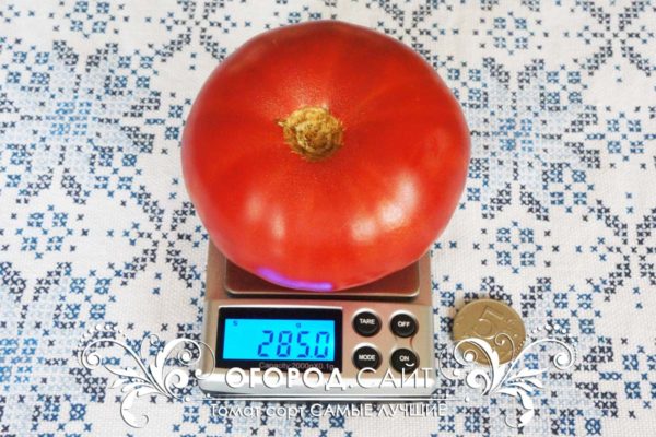 pomidor-samye-luchshie-1