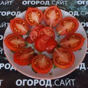томаты сорта везувий