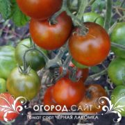 Томат Чёрная лакомка купить семена