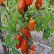 томат безумие касади фото урожайность