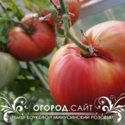 вкусный томат бочковой минусинский розовый для теплицы