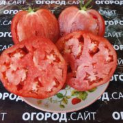 томат бычки красные минусинские
