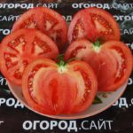помидор московский семена купить