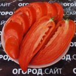 помидор перцевидный гигант