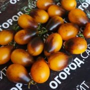 томат капля индиго купить семена
