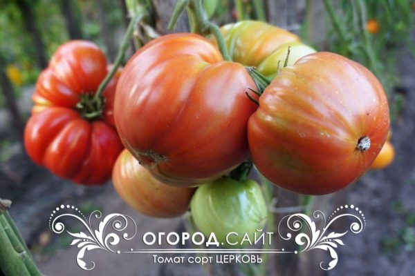 урожайный томат церковь фото характеристика