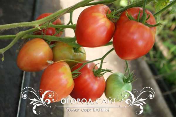 томаты батяня характеристика урожайность