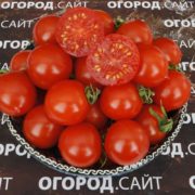 сорт томатов принц боргезе семена купить