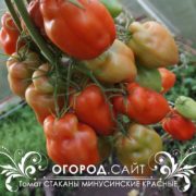 минусинские стаканы томат купить