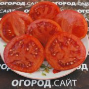 сорт томата толстый джек купить семена