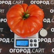 топол томат купить семена