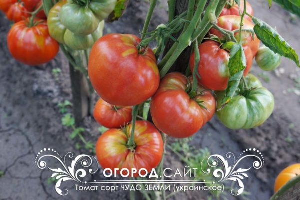 томат чудо земли фото урожайность характеристика