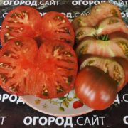 Гном томатный Дикий Фред