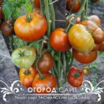 купить редкие семена томатов у коллекционеров