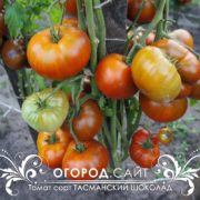 купить редкие семена томатов у коллекционеров