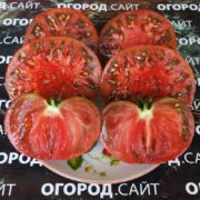 семена томатов от коллекционеров