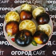 семена томатов h 34 купить