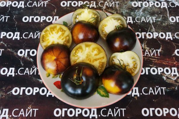 семена томатов т 34 купить