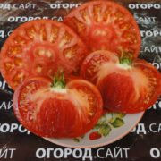 томат хлебосольные фото урожайность характеристика