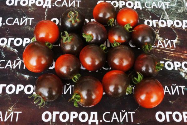 коллекционеры томатов гусева