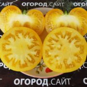 коллекционные сорта томатов от коллекционеров