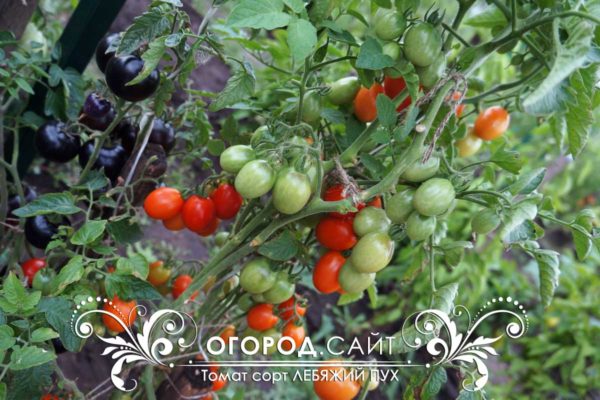 первый советский сорт томатов черри