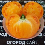 томат немецкая земляника оранжевая