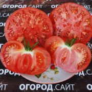 томат гигант новикова семена купить