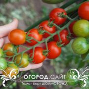 сорт томатов дюймовочка семена купить