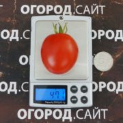 сорт томатов дюймовочка купить семена