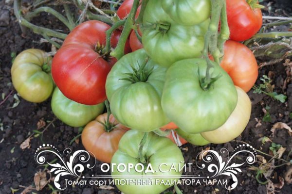 pomidor-ipotechny-radiator-charli-1