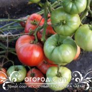 pomidor-ipotechny-radiator-charli-2