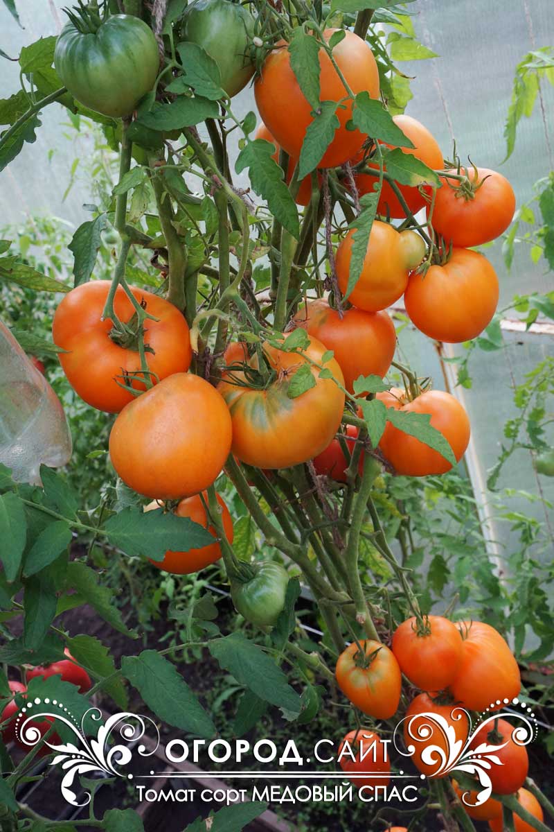 Медовый спас томаты урожайность