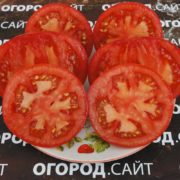 сорт томата минусинский урожайный купить семена