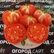 томат вечный зов купить семена