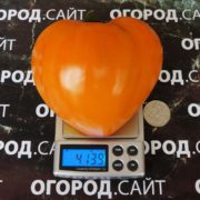 Томат Оранжевый русский 117