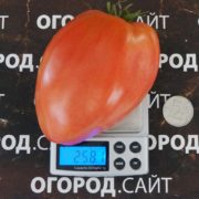 сорт томата перцевидный крепыш купить семена