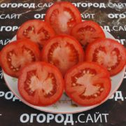 томат салют купить семена