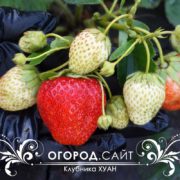 клубника сорт хуан