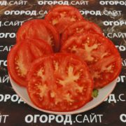 томат яблочный минусинский усыпной семена купить
