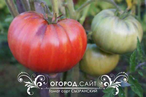 томат сызранский характеристика сорта