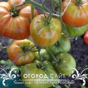 Томат Абаканский розовый семена купить