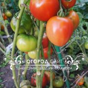семена томатов от коллекционеров