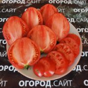 гном десперадо томат купить семена