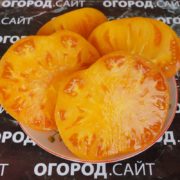 Томат Амана оранж