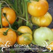 Томат Апельсиновый щербет амишей семена купить