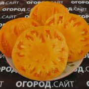 томат амишей оранжевый щербет семена купить